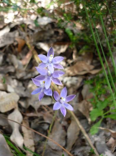 Thelymitra - Blue lady orchid Logue-Brook-d-009.JPG